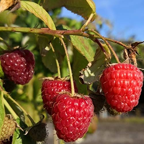 Autumn Bliss herbsttragende große aromatische Himbeere resistent gegen Wurzelfäule 2 Liter Topf