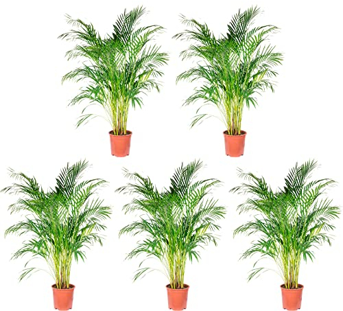 5er-Set Goldfruchtpalme - echte Zimmerpflanze, Areca Dypsis Lutescens - Höhe ca. 120 cm, Topf-Ø 24 cm