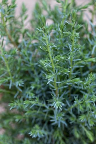 Juniperus communis 'Sentinel' - Gemeiner Wacholder, 40-60cm, winterhart, säulenförmig, immergrün, ideal für Hecken & Gärten