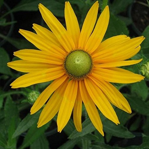 Rudbeckia - Occhi verdi - 300 semi - Fiore Annuale - Sonnenhut - Occhi irlandesi - NPWS