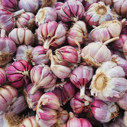 semi di aglio resistente, Allium sativum, giardino varietà antiche, balcone 420pcs