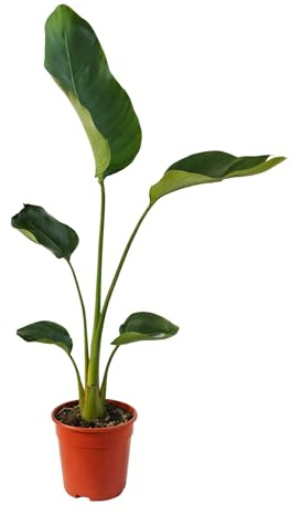 Strelitzia Nicolai Pianta Viva Naturale – Ideale per Interni ed Esterni – Pianta Ornamentale in Vaso – Diverse Altezze Disponibili – Cura Facile (VASO D.17/100 CM)