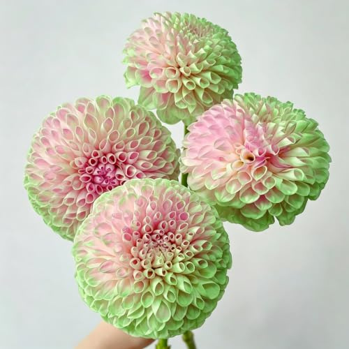 tuberi di dalia crescita decorazione soggiorno autunnali resistenti 2pcs