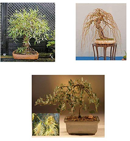 Bonsai Willow Tree Bundle - 3 Large Trunk Bonsai Tree Cuts - Get one Each Golden Curls, Globe, Green Weeping - Ready to Plant - Indoor/Outdoor Bonsai Tree's