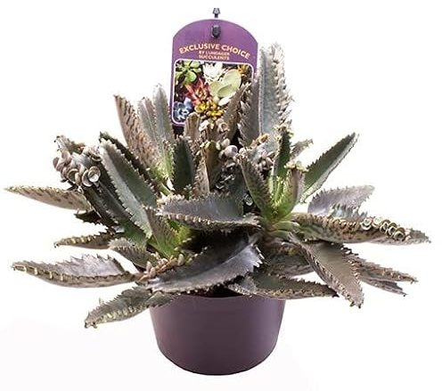 Kalanchoe Daigremontiana Planta Natural Hermosa Planta Viva para Decorar tu Hogar