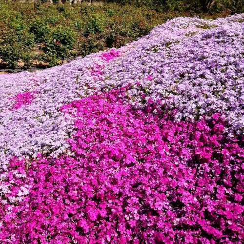 semi di phlox resistenti in vaso giardino balcone giardino interno resistenti raro roccioso sul balcone rampicanti esterno 1000pcs