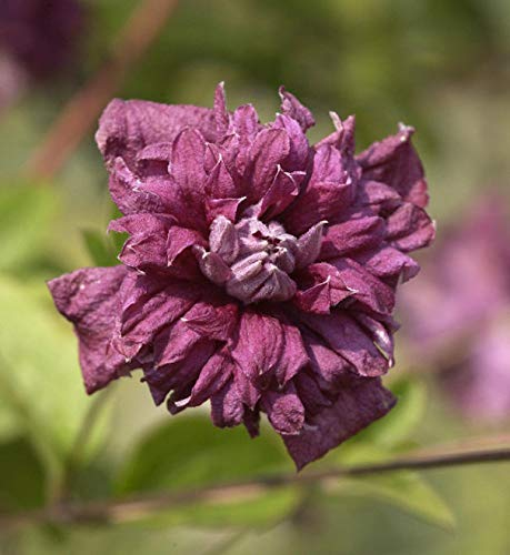 Robuste Waldrebe Purpurea Plena Elegans 40-60cm - Clematis viticella