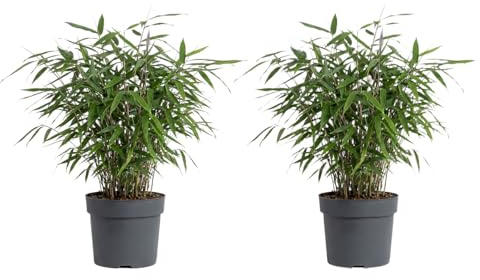 Bloomique - Lot de 2 - Fargesia Asian Wonder - Plante bambou - Non invasive - Plante de Jardin - Plante haie - 20-40 cm hauteur - Pot 14 cm