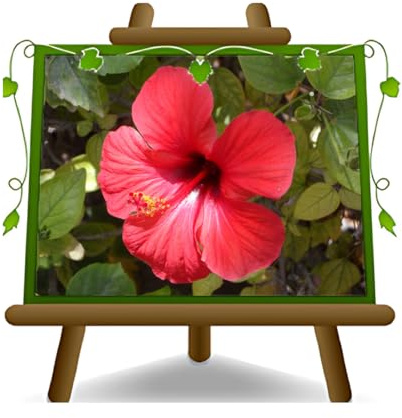 EURO PLANTS VIVAI Hibiscus Tahiti Rossa plante ornementale sur pot de 14 cm. * Hauteur 30 cm
