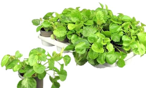 3 Plantas !!! Plectranthus, Planta del dinero, Es fácil de cuidar y tiene hojas brillantes y decorativas. Maceta 12 cm. Segura Garden.