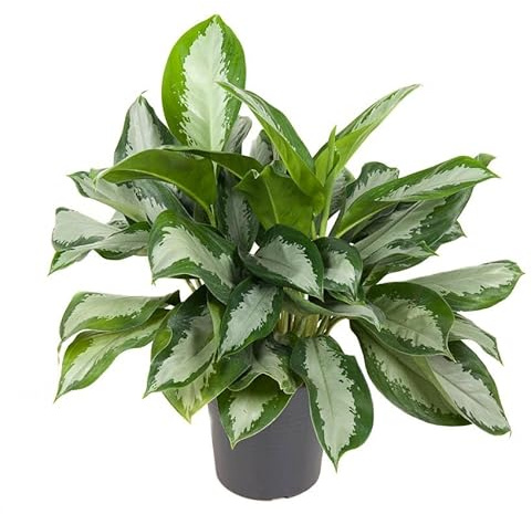 Aglaonema 'Silver Bay' - Kolbenfaden XXL Topf Ø 24 cm Höhe:60 cm sehr große Zimmerpflanze