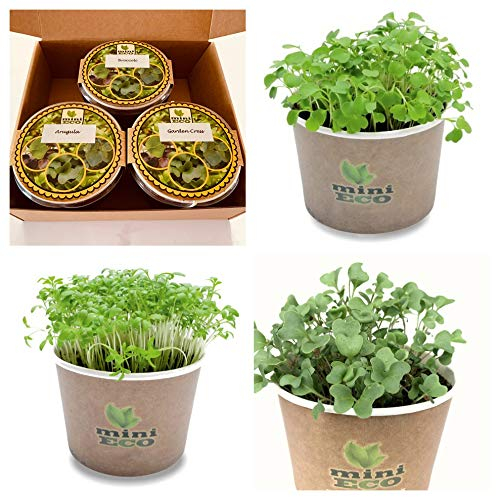 MiniEco Crescione da Giardino Broccolo et Rucola Micro Verdure Semi Per Germogli. Kit coltivazione Erbe Aromatiche Regalo Crescere Le Tue Erbe Fresche Sul Davanzale Germinali Piantina