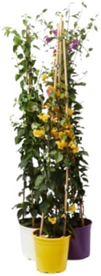 Verdecora Buganvilla Piramide | Flor de Papel | Planta natural de exterior con flor en maceta con tutor | Planta trepadora | Perfecta para decorar el jardín, balcón, terraza (Maceta 11x11cm)
