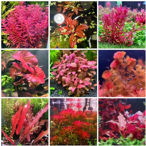 semillas para acuáticas, sostenible raras acuario semillas orgánicas de acuario decoración sala estar decorativo regalos inusuales oficina 300pcs