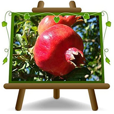 EURO PLANTS VIVAI Grenadier Acco 128 plante fruitière en un pot de 20 cm hauteur 150 cm - Âge 2 ans