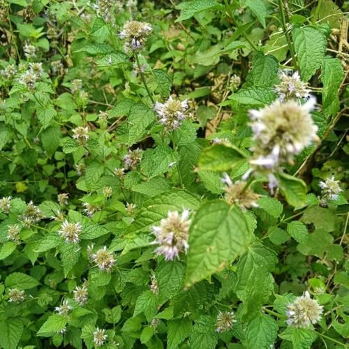 semi di ortica profumati, regali per giardinieri Agastache foeniculum, resistenti esotiche prodotti sostenibili verdi di selvatiche giardino perenni 150pcs