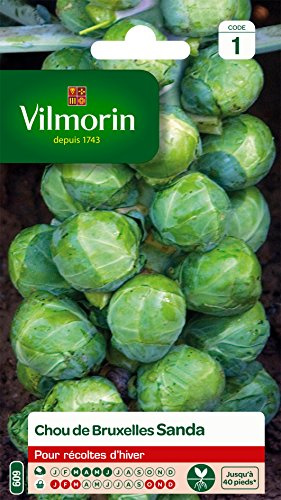 Vilmorin 3334841 Chou Vert 9 x 0.5 x 16 cm