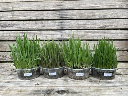 Grow Your Own Grass Kit Meadows: Grass For Rabbits, Hamsters, Guinea Pigs, Rats, Parrots. 4in1: Wheat, Barley, Rye, Oats. Source of fiber, Vitamins: B, E, H, PP, minerals, fatty acids, carotene.