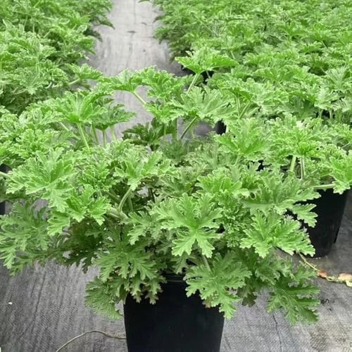 Semi di geranio limone, da cucina Pelargonium graveolens, semi di aromatiche, da balcone semi per aiuole rialzate per giardino 20pcs