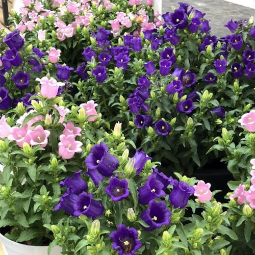 Semi di campanula-Campanula media,da appartamento,da piantare giardino to,per luoghi soleggiati da giardino 100pcs
