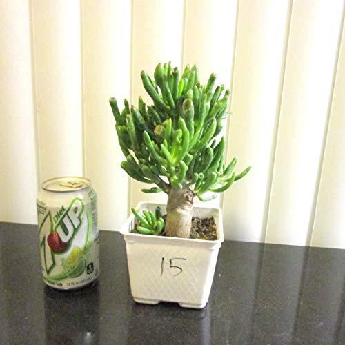 Germinazione dei semi: pianta rustica Jade Gollum Crassula per shohin mame albero # 15