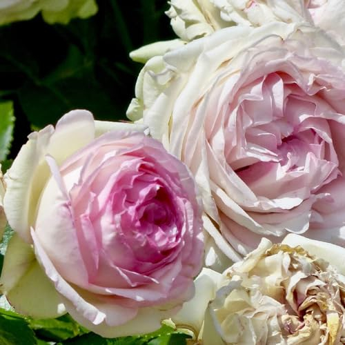 2 x Rose - Rosa 'Pierre de Ronsard' Topf 25-30 cm - Die preisgekrönte, blühfreudige Kletterrose mit zauberhaften Blüten