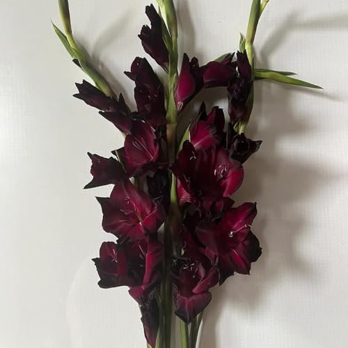 4 pcs Gladiolen Zwiebeln Winterhart, blumenzwiebel, blumen pflanzen Gladiolen, Gladiolus, deko blumen, topfpflanzen echt Gartendeko Für Draußen Gartenblumen blumenzwiebeln frühblüher,