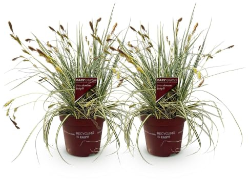GreenboutiQ - Graminées Ornementales - Carex oshimensis Evergold - Jaune & Vert - 2 Plantes - Persistant - Peu d'Entretien - Pot 17cm Hauteur 50cm