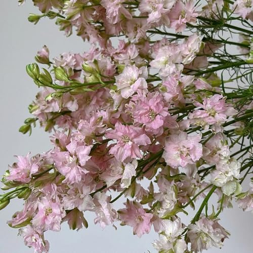rittersporn, delphinium gartendeko für draußen, balkonpflanzen steingartenpflanzen winterhart balkon topfpflanzen 200samen