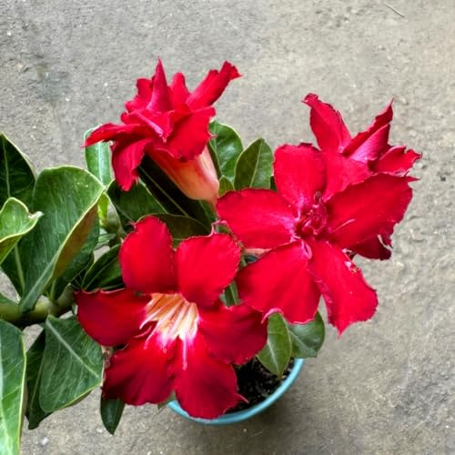 Bulbi di rosa del deserto, resistenti a condizioni aride, adatti al giardino esterno, ideali per i principianti, facili da coltivare-3Bulbi-A