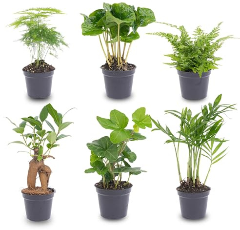 Pflanzenset Grün – 6 Zimmerpflanzen Ø6cm – Mix aus Asparagus, Coffea Arabica, Farn, Ficus Ginseng, Efeu & Bergpalme – Pflegeleicht & dekorativ für Zuhause & Büro