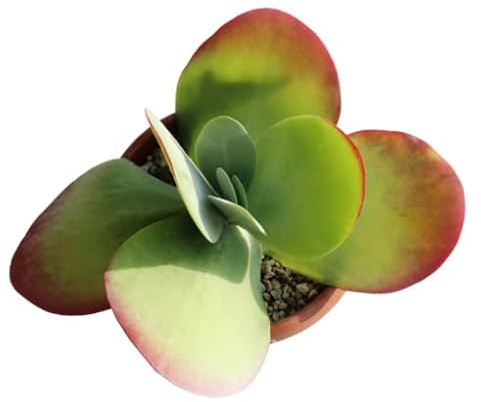 Planta Kalanchoe Thyrsiflora Crasa Natural