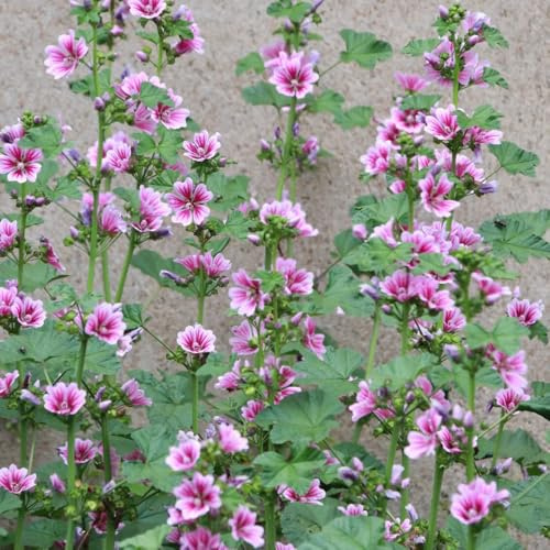 semi di malva giardino 150pcs