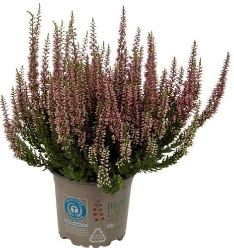 Brecina o Calluna Natural Planta Arbustiva y Navideña