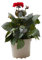 Verdecora Dahlia en maceta 3L | Dalia | Planta natural de interior o exterior | Flores de colores llamativos | Colores y variedades diferentes