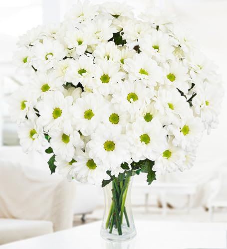 Bello Ramo de Crisantemos Blanco - Ramo de Flores – Regalo de Flores Frescas para Cumpleaños o Día de la Madre – Arreglo de Lujo con Entrega al Día Siguiente – Sorpresa Elegante para Ella