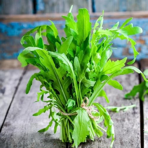 semi di rucola biologica, balcone giardino da interno, serra, resistenti 300pcs