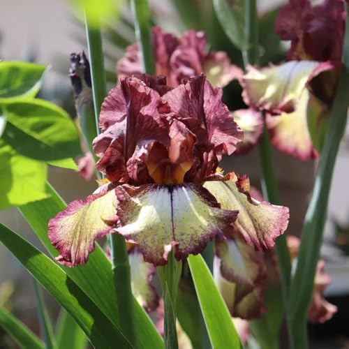 semi di iris, semi da giardino biologici Iris tettoria, Le perenni sono decorazione del giardino per esterno rustiche 250pcs