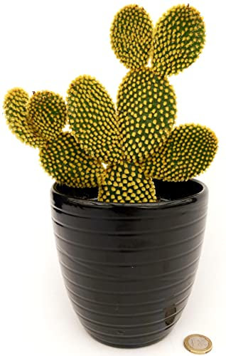 POWERS TO FLOWERS - FICO D'INDIA, OPUNTIA COMPATTA A SPINA GIALLA IN VASO CERAMICA NERO A RIGHE, VASO 13CM DIAMETRO, pianta vera