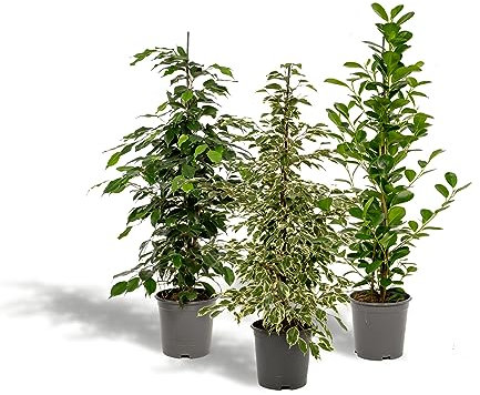 La Green Touch - Trio di ficus benjamina microcarpa h90 cm - pianta da interno - vaso 21 cm, altezza 95 cm