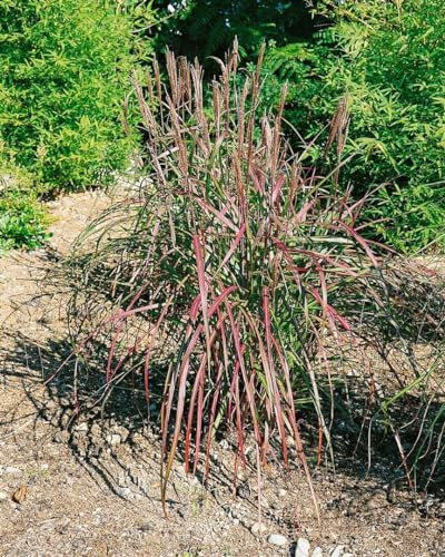 Chinaschilf Miscanthus sinensis Flammenmeer Ziergras winterhart