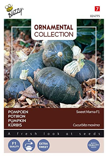 Buzzy Ornamental Calabaza Sweet Mama F1