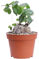 eGarden.store - Pianta vera di Dioscorea Elephantipes o Piede di Elefante - Altezza: 8 cm Diametro vaso: 12 cm - Rara, caducifoglia, ornamentale dal portamento rampicante da coltivare all'interno