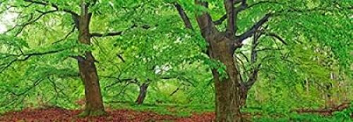 Posterazzi European beech Kellerwald Germany Poster Print by Frank Krahmer, (24 x 48)