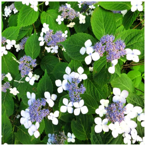 1 x Hydrangea 'Bluebird' in 2L Pot Lace-Cap Hydrangea, Stunnigng Attractive Flowers