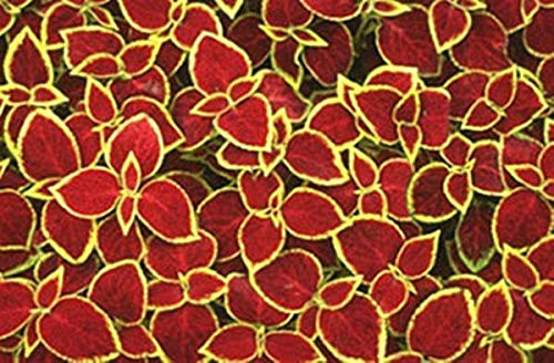 Coleus Wizard Series Scarlet Annual Seeds