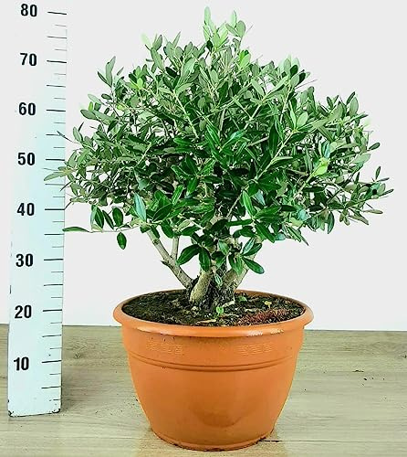 POWERS TO FLOWERS - BONSAI OLIVO XXL IN CIOTOLA VASO 34CM DIAMETRO, PIANTA DI ANNI 15, Pianta Vera