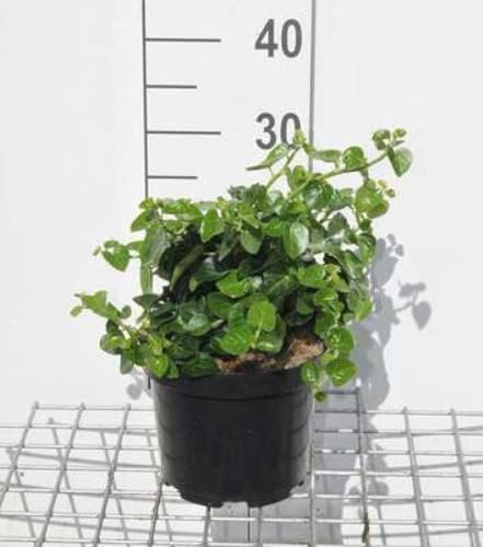 Hedera hibern. 'Arbori Compact' - Strauch-Efeu Arbori Kompakt 20-25 cm Container