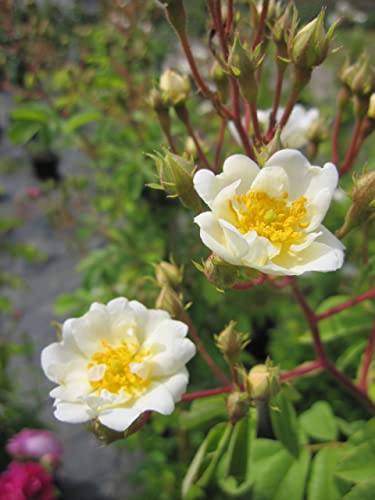 Rosa Seagull - Kletterrose Seagull