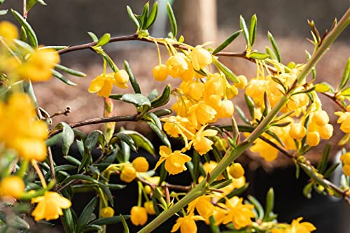 Berberitze Berberis stenophylla 60-80 cm Heckenpflanze immergrün | Dornige Sichtschutzhecke, gelbe Bluete, schnittvertraeglich, sonnig bis halbschattig, robust, ideal fuer Gartenhecken